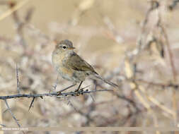 Image of Siberian Chiffchaff