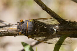 Image of Diceroprocta cinctifera (Uhler 1892)