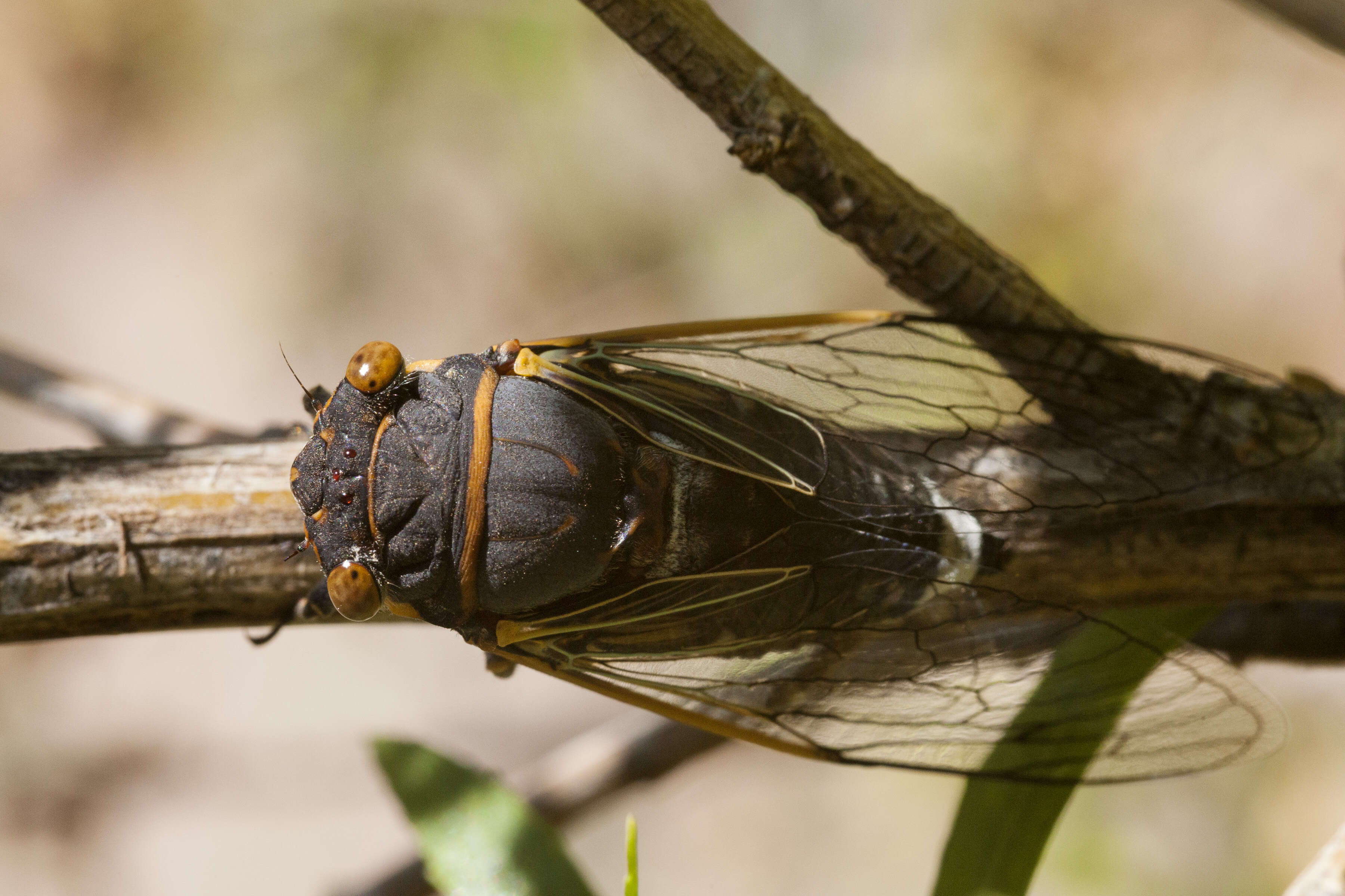 Image of Diceroprocta cinctifera (Uhler 1892)