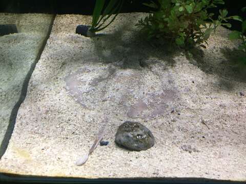 Image of Sepia Stingray