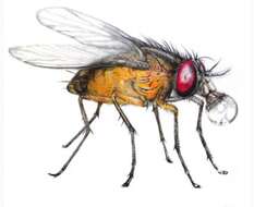 Image of fruit fly