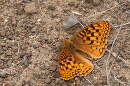 صورة Speyeria coronis Behr 1862