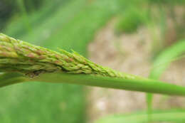 Image of Johnson grass