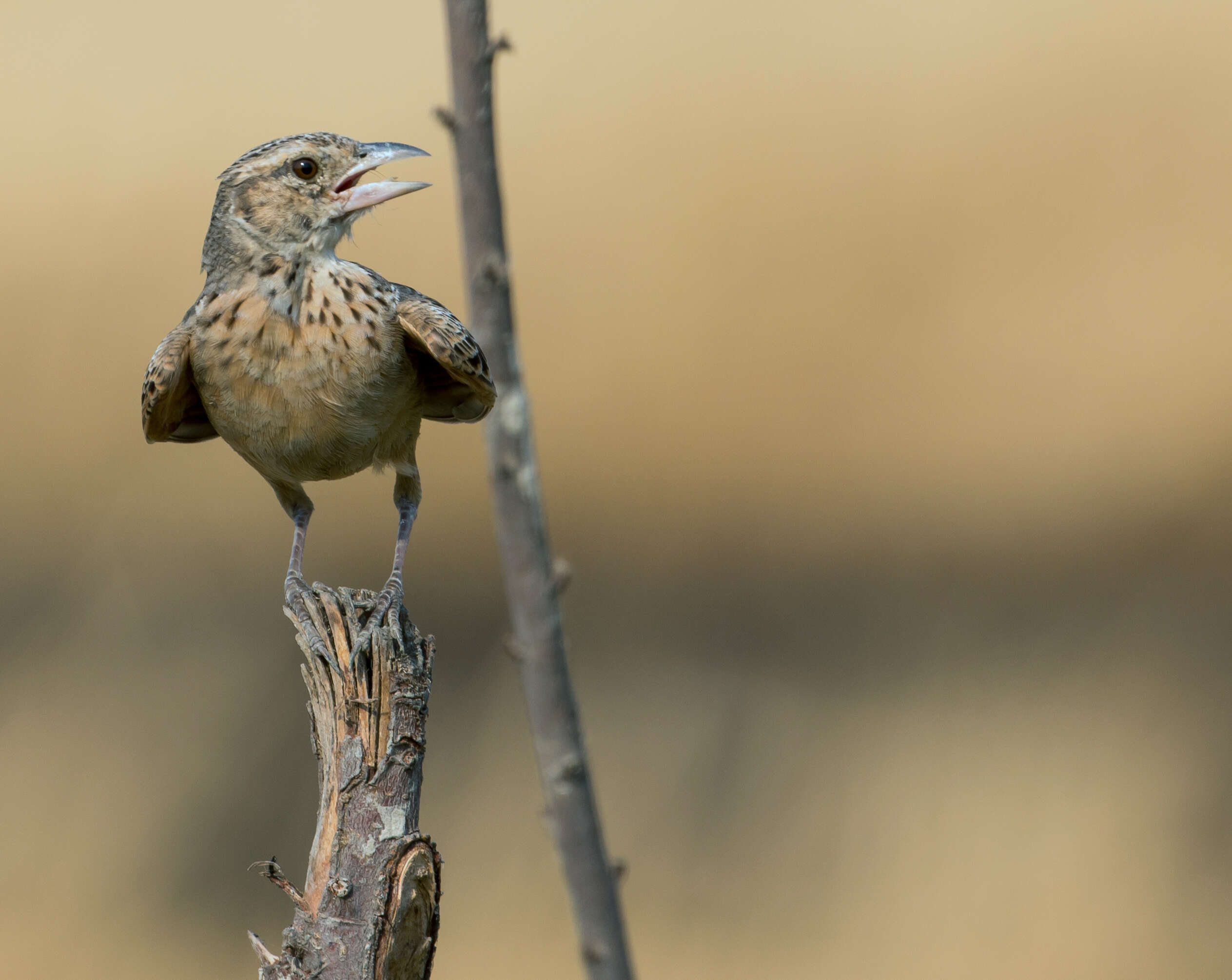 Image of Rufous-tailed Lark