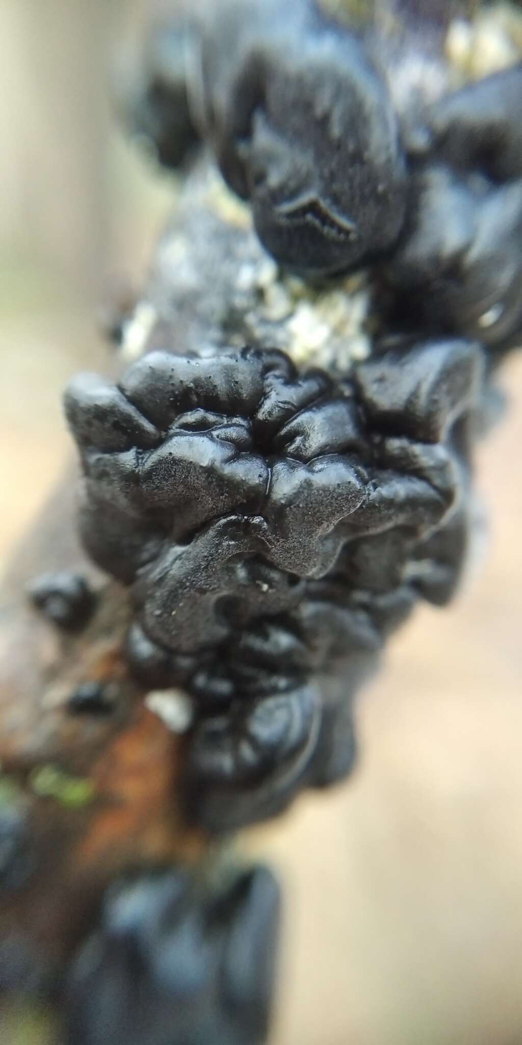 Image of Black Witches' Butter