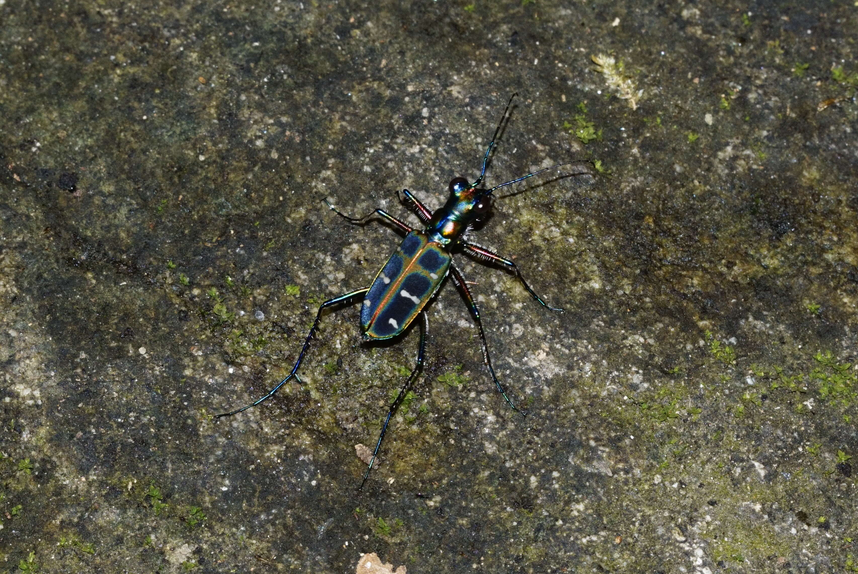 Image of Cicindela (Cosmodela) duponti Dejean 1826