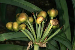 Image de Crinum bulbispermum (Burm. fil.) Milne-Redh. & Schweick.