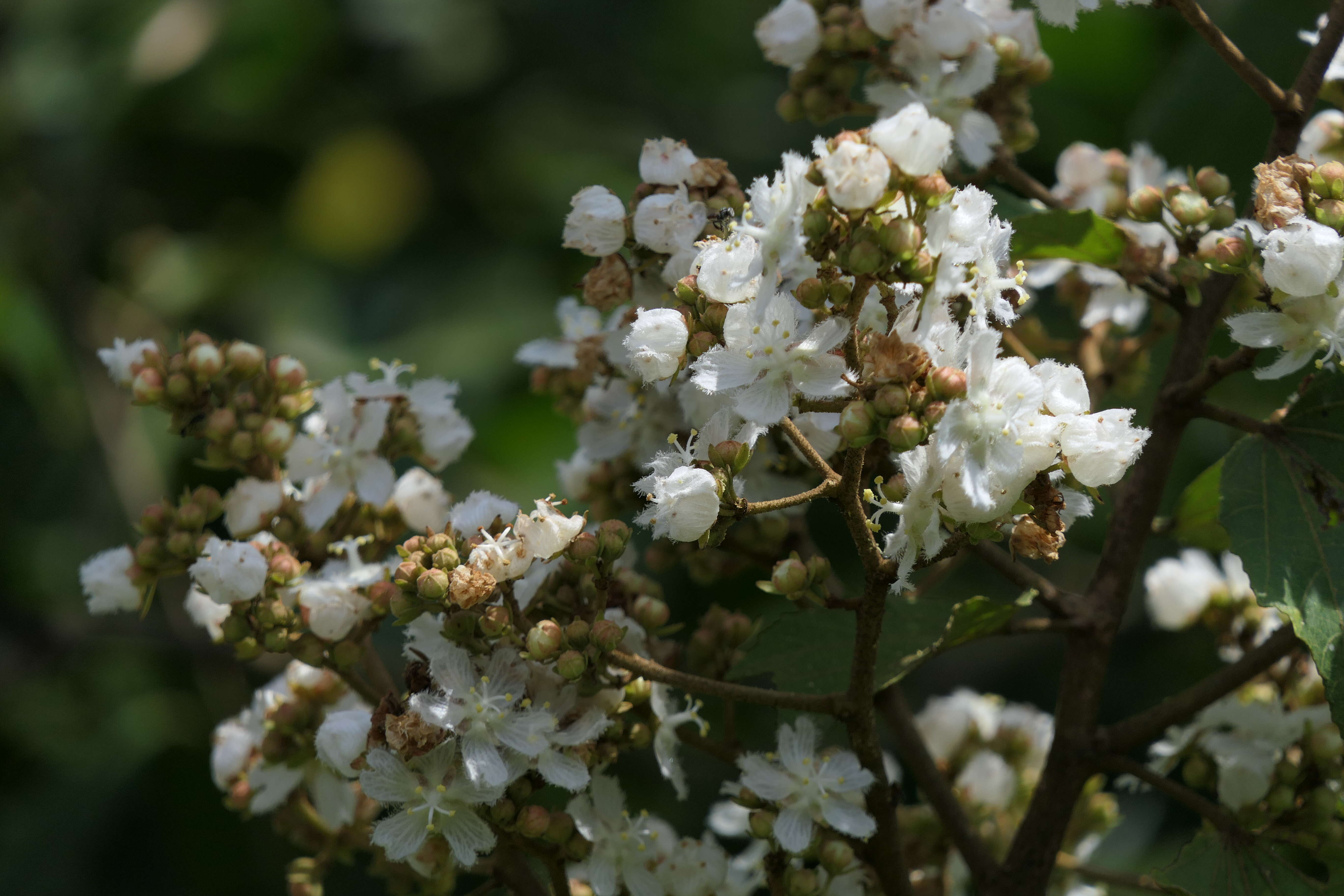 Kydia calycina Roxb. resmi