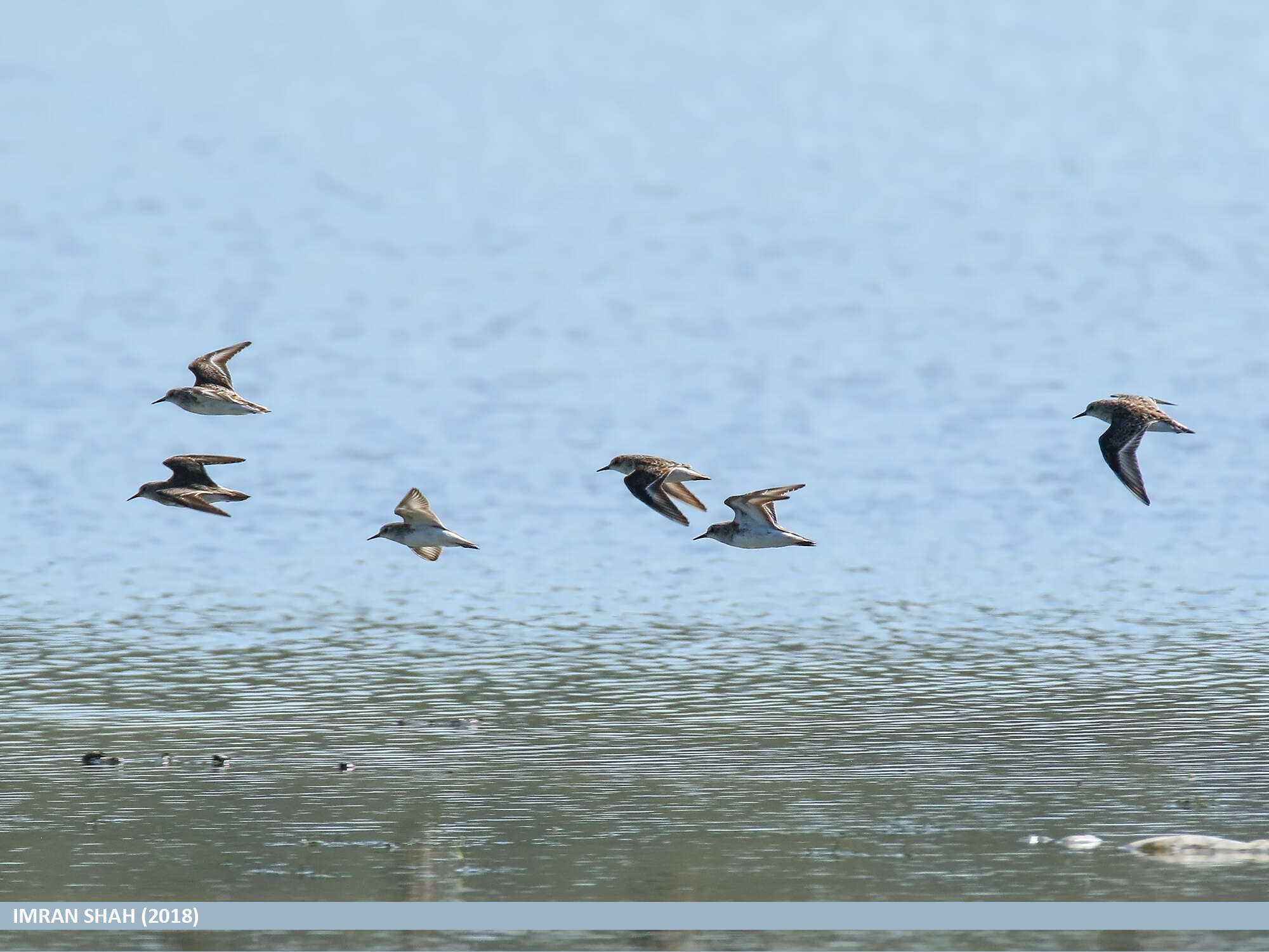 Image of Little Stint