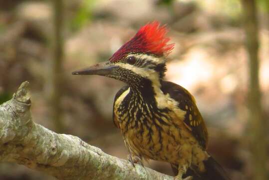 Image of Black-rumped Flameback