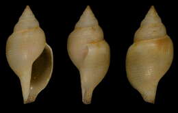 Image of Xanthodaphne pompholyx (Dall 1889)