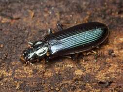 Image of dead log beetles
