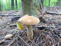 Image of Rooting Polypore