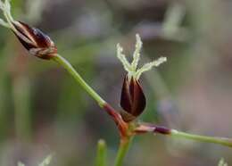 Imagem de Luzula pilosa (L.) Willd.