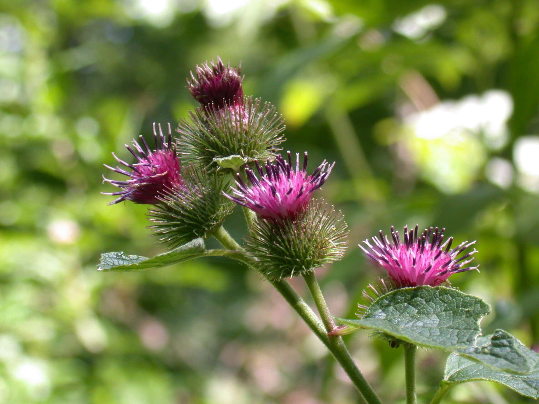 Image of common burdock