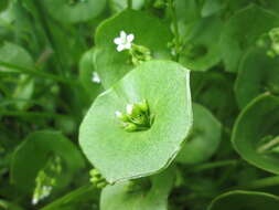 Image of Indian lettuce