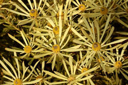 Image of Common Sunshine Conebush