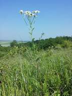 Image of corymbflower tansy