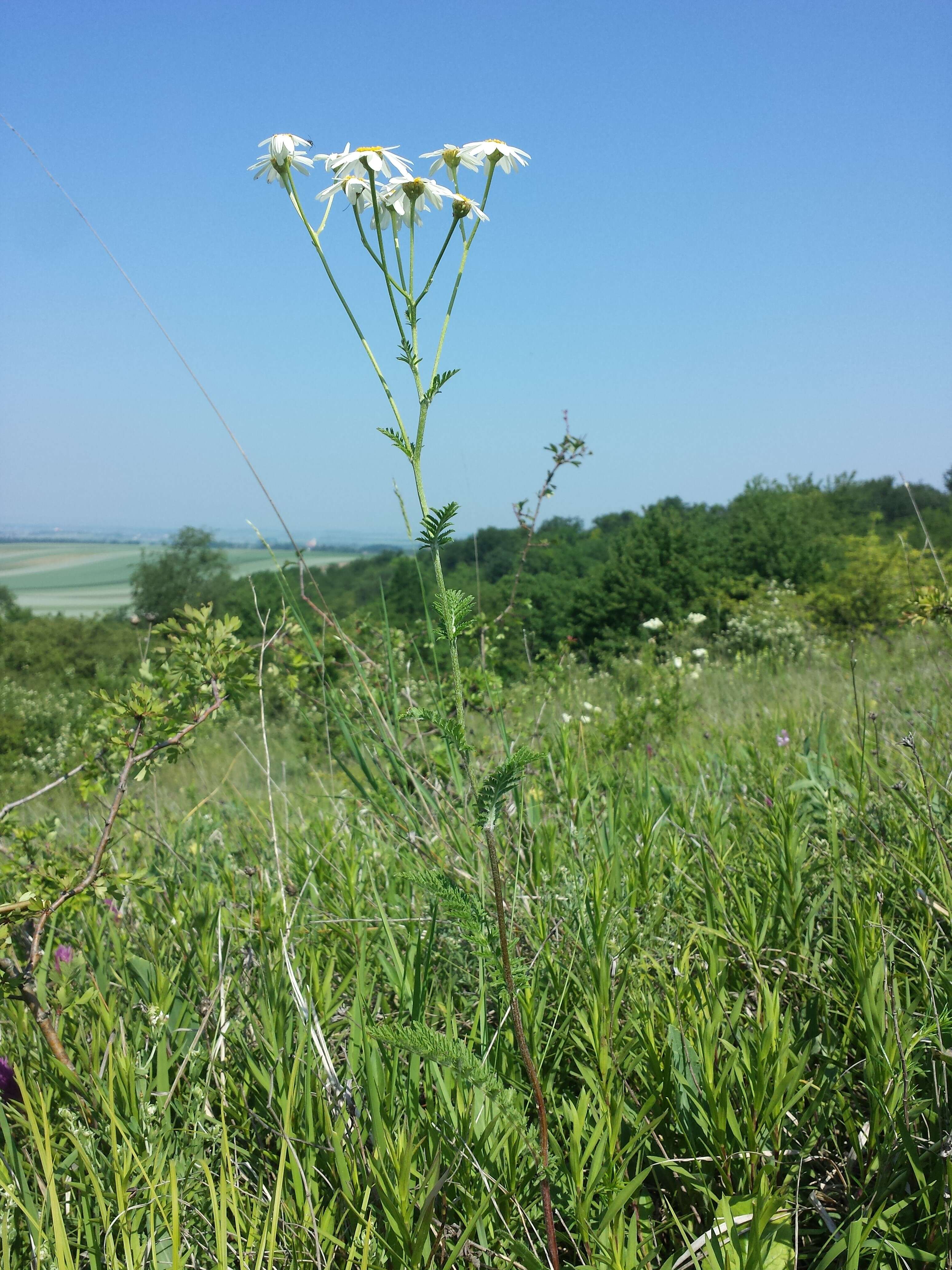 Image of corymbflower tansy