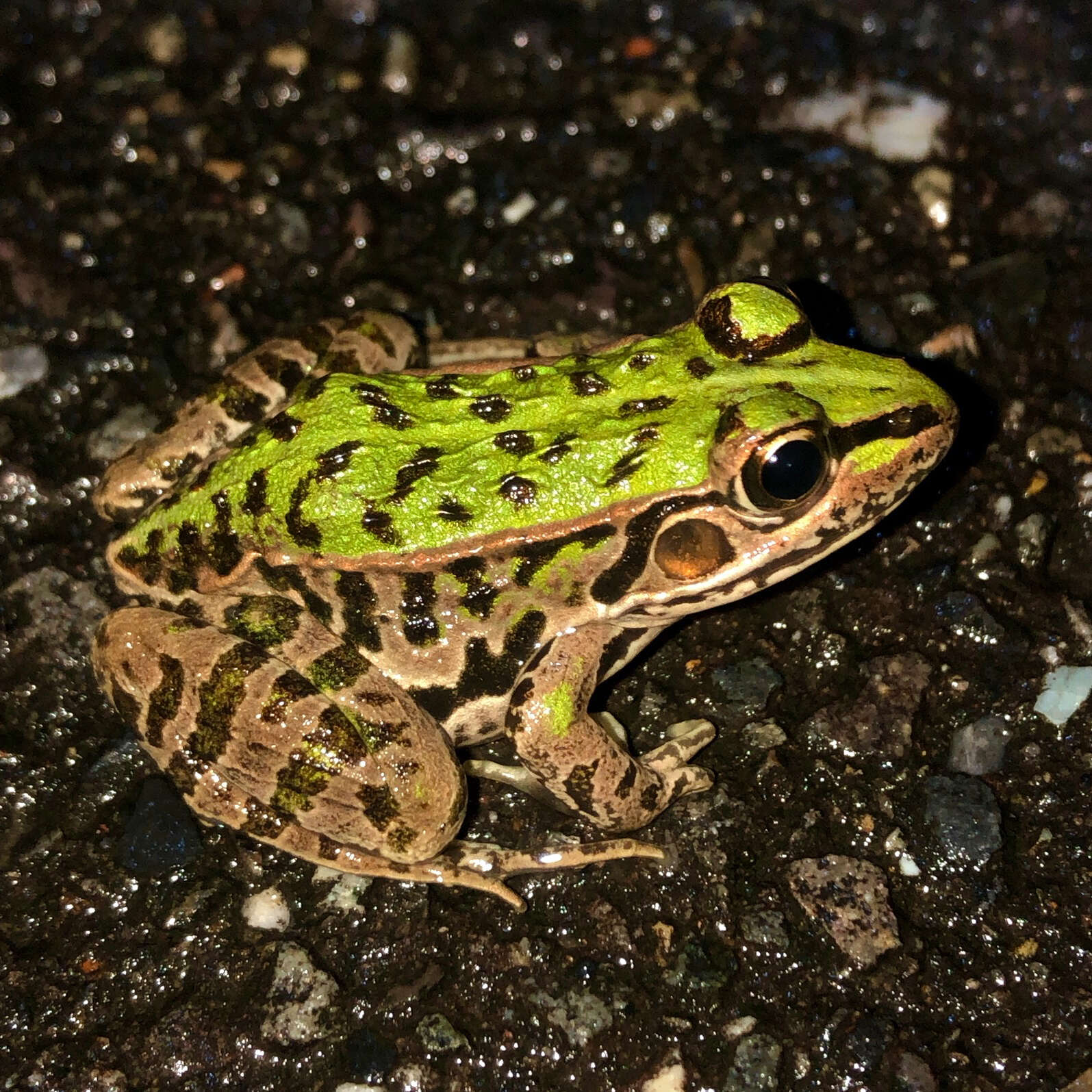 Image de Pelophylax porosus (Cope 1868)