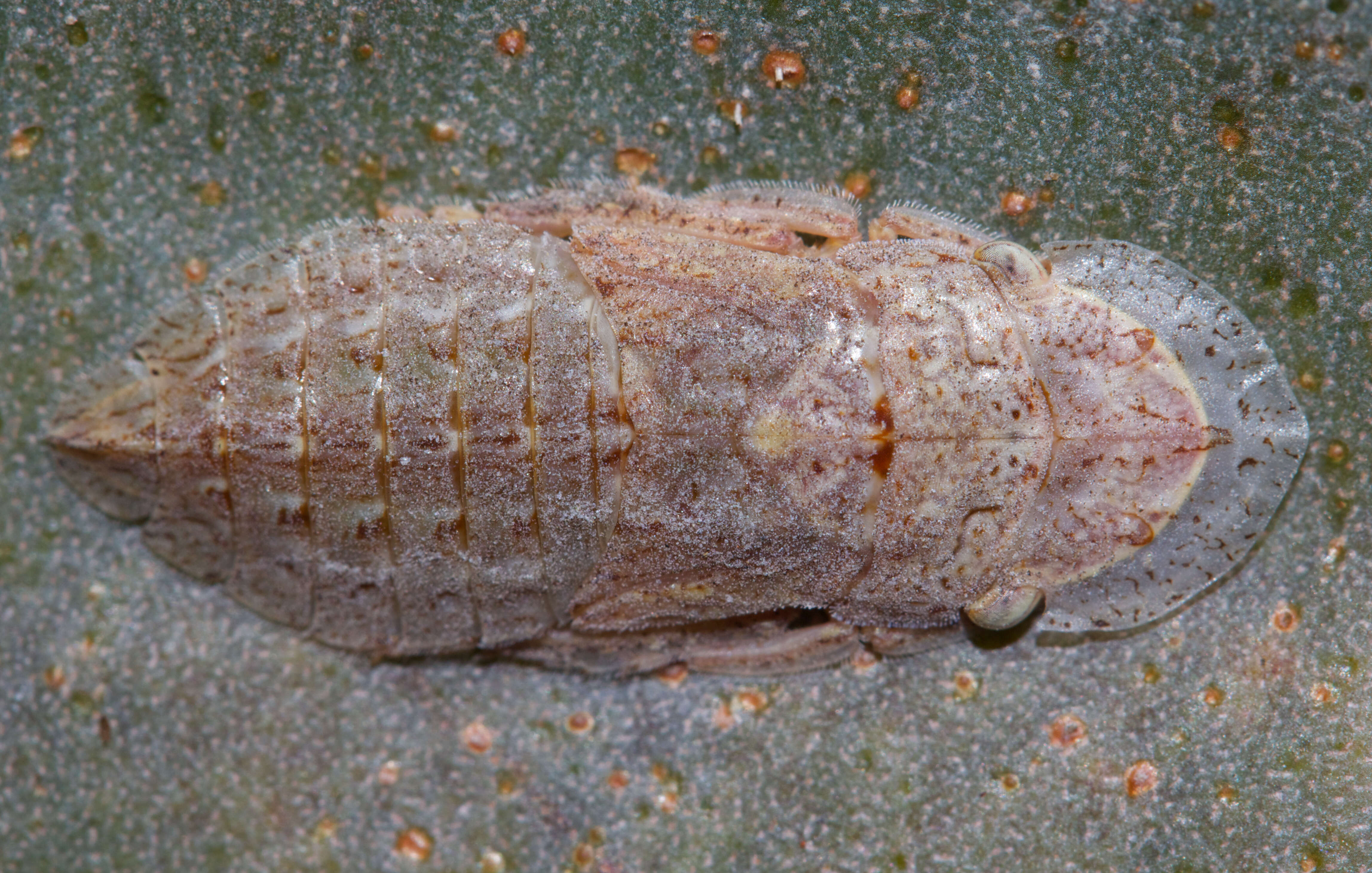 Image of Stenocotis