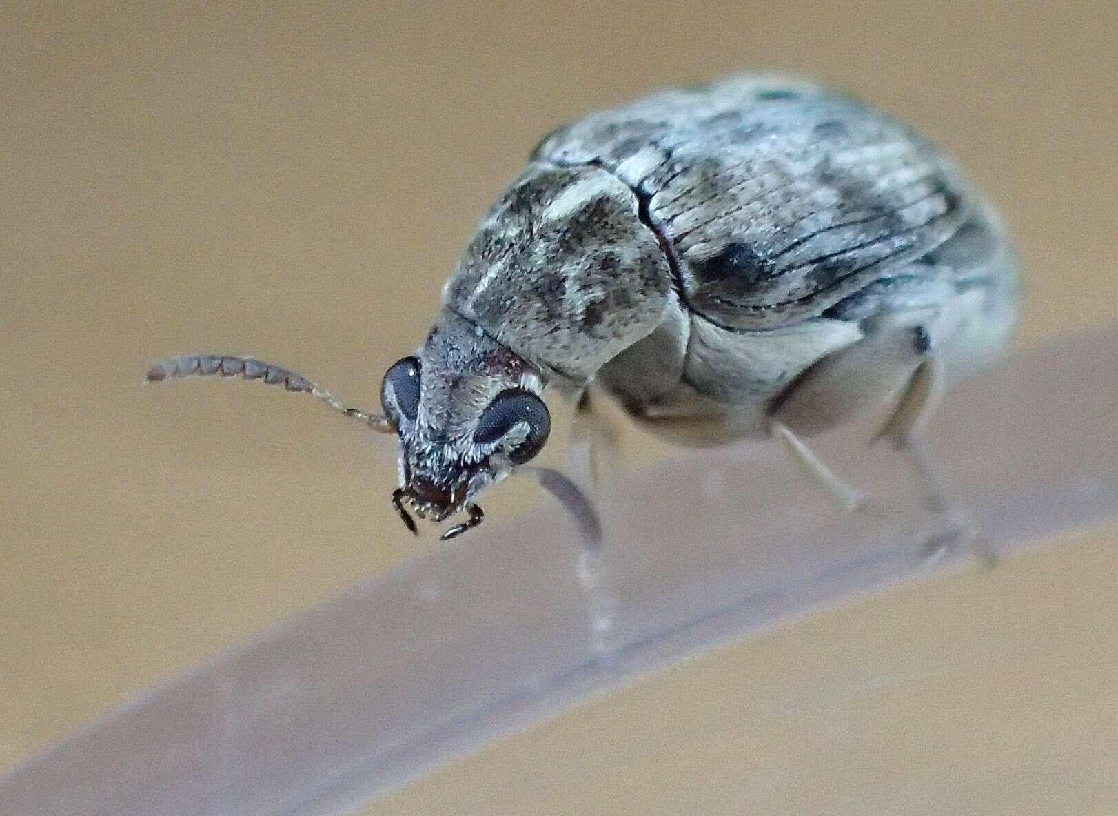 Image of Bean weevil