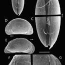 Plancia ëd Potamocypris mastigophora