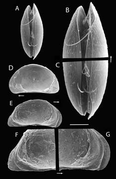 Sivun Potamocypris mastigophora kuva