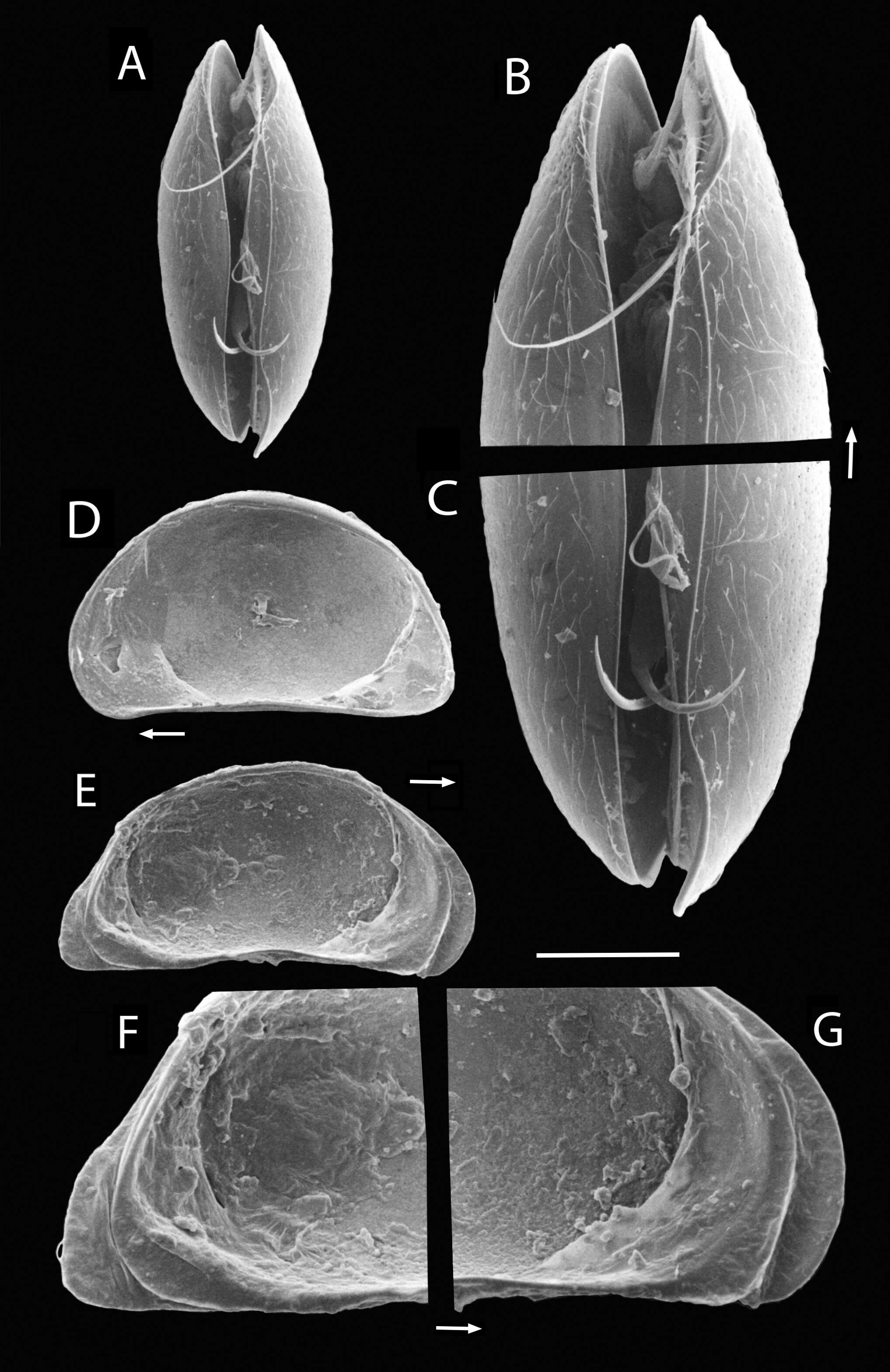 Image of Potamocypris mastigophora