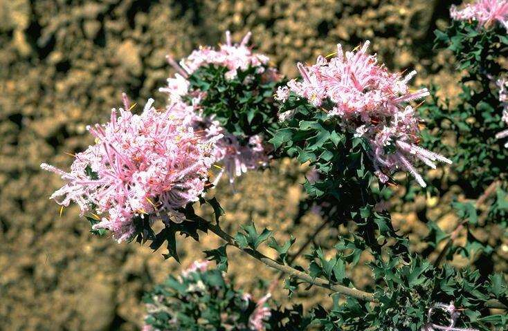 Imagem de Isopogon baxteri R. Br.