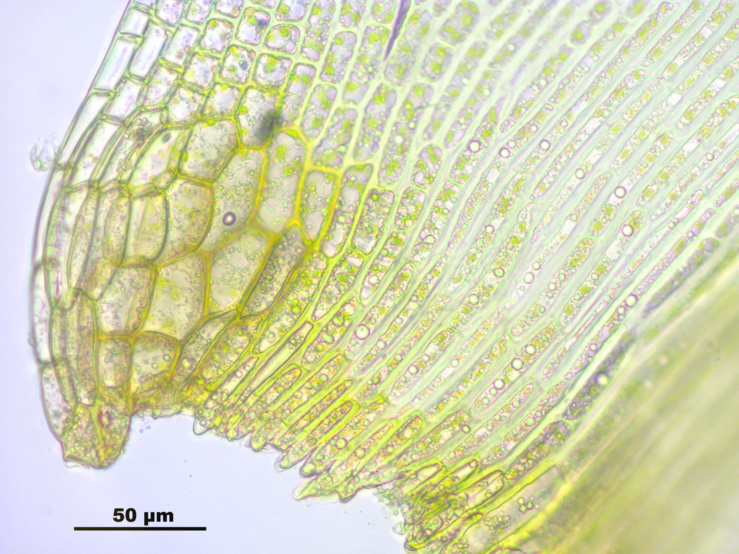 Image de Dicranoweisia crispula Milde 1869