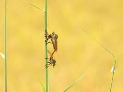 Image of Manx robber fly