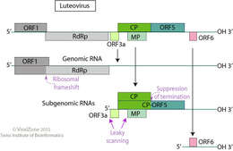 Image of Luteovirus