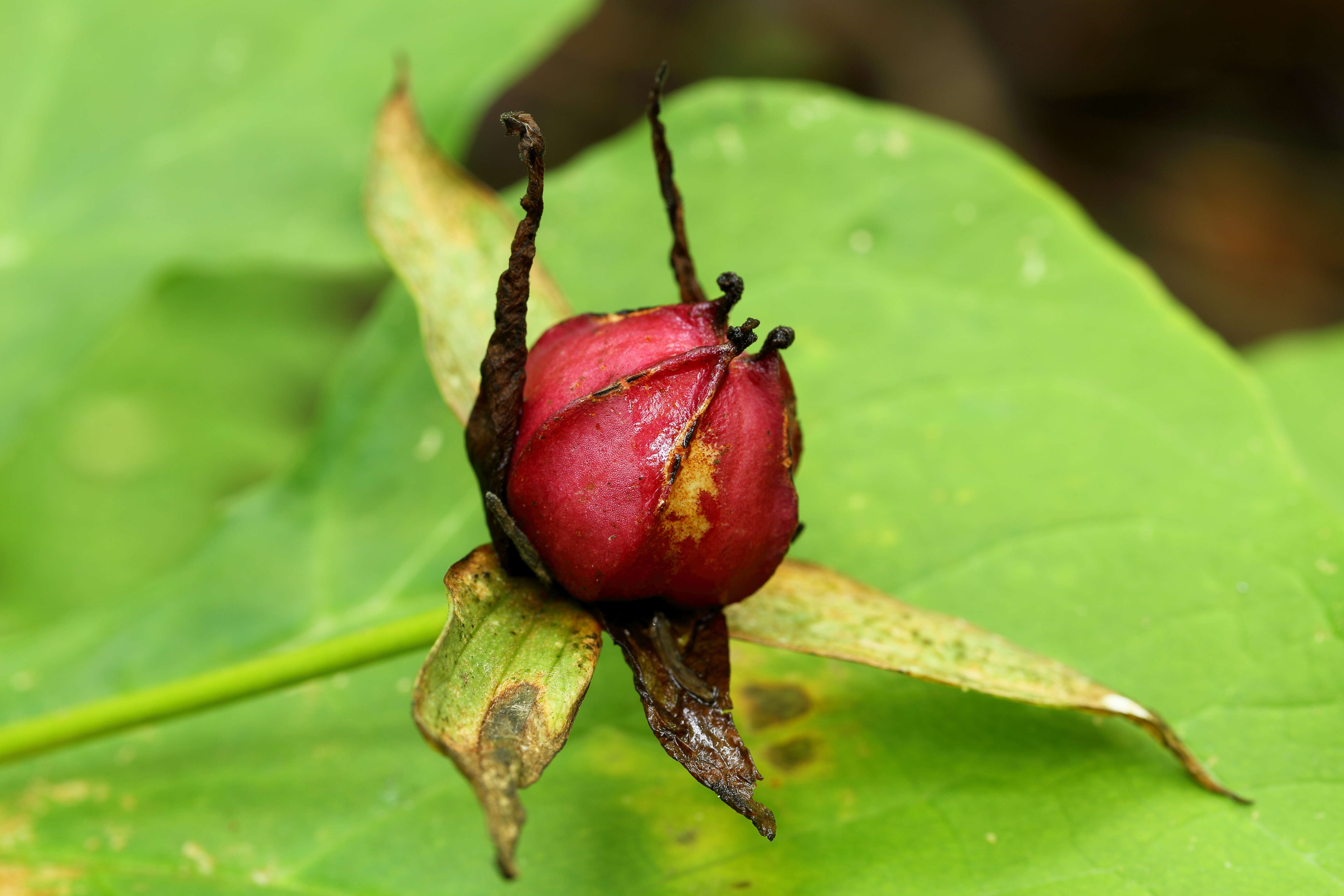 Image of red trillium