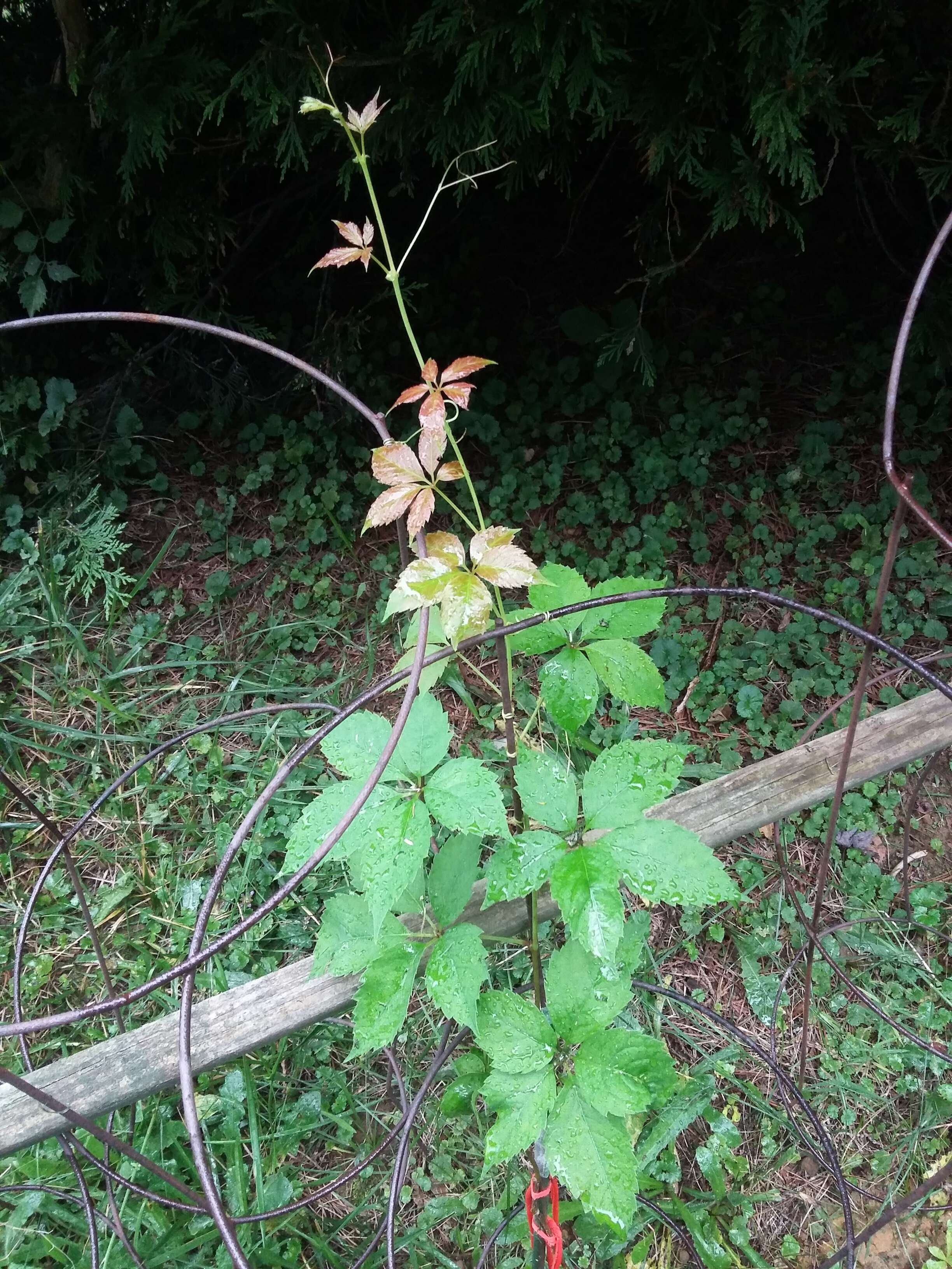 Image de vigne vierge commune