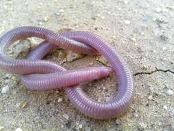 Image of KalahariRound-snouted Worm Lizard