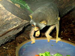 Image of slender loris