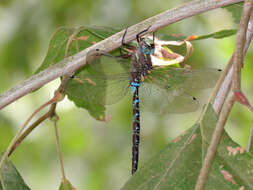 Image of Riffle Darner