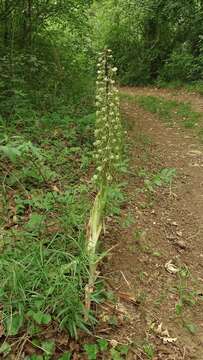 Image of Lizard orchid