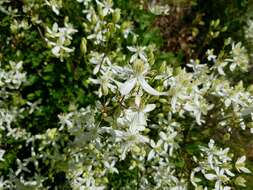 Image of fragrant clematis