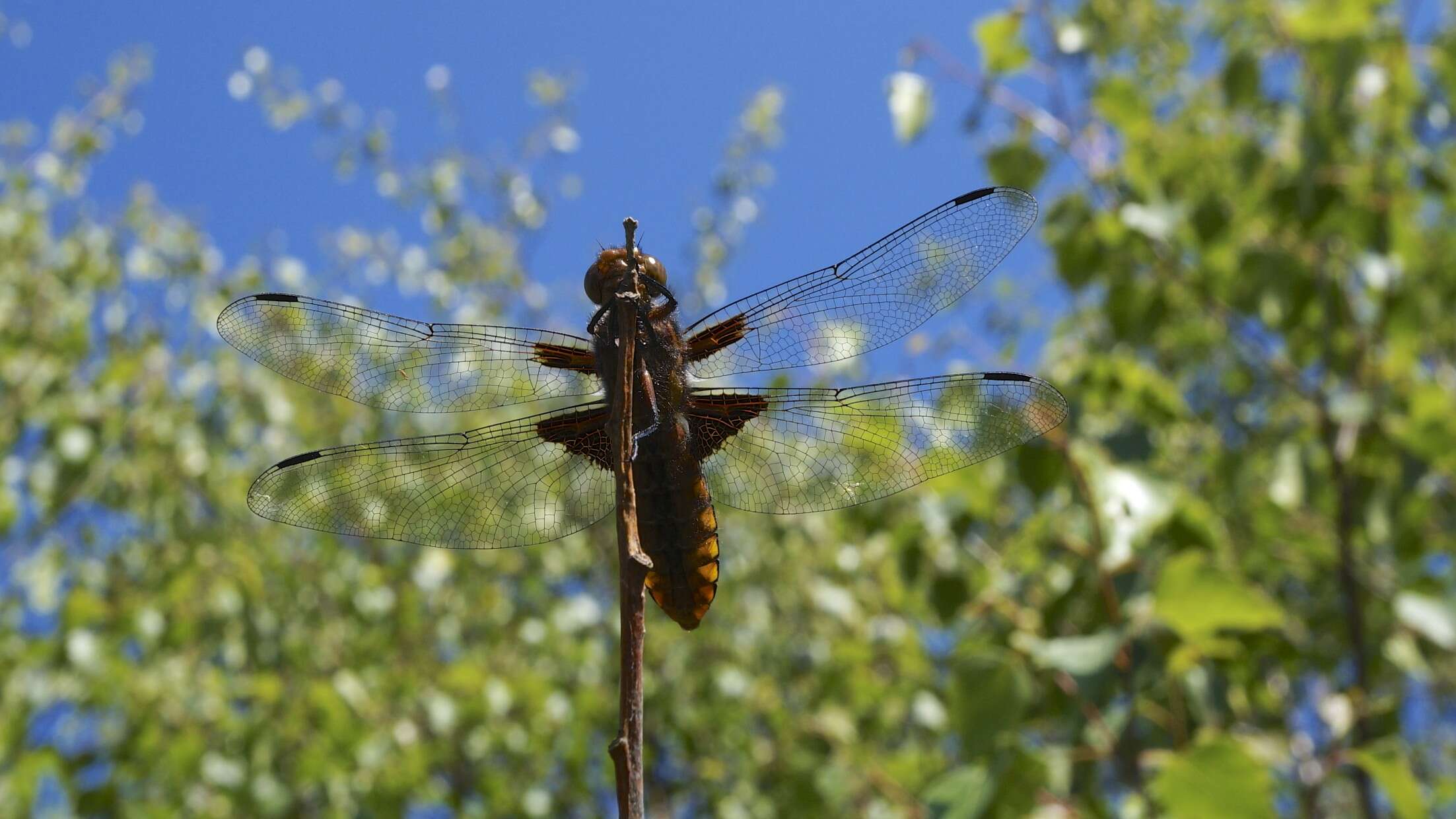 Image of Broad-bodied chaser