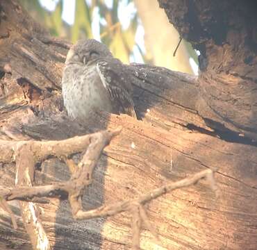 Image of Spotted Owlet