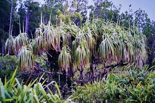 Image of Pandanus palustris Thouars