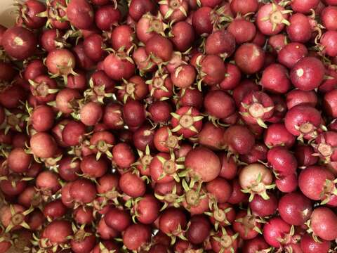 Image of Chilean guava