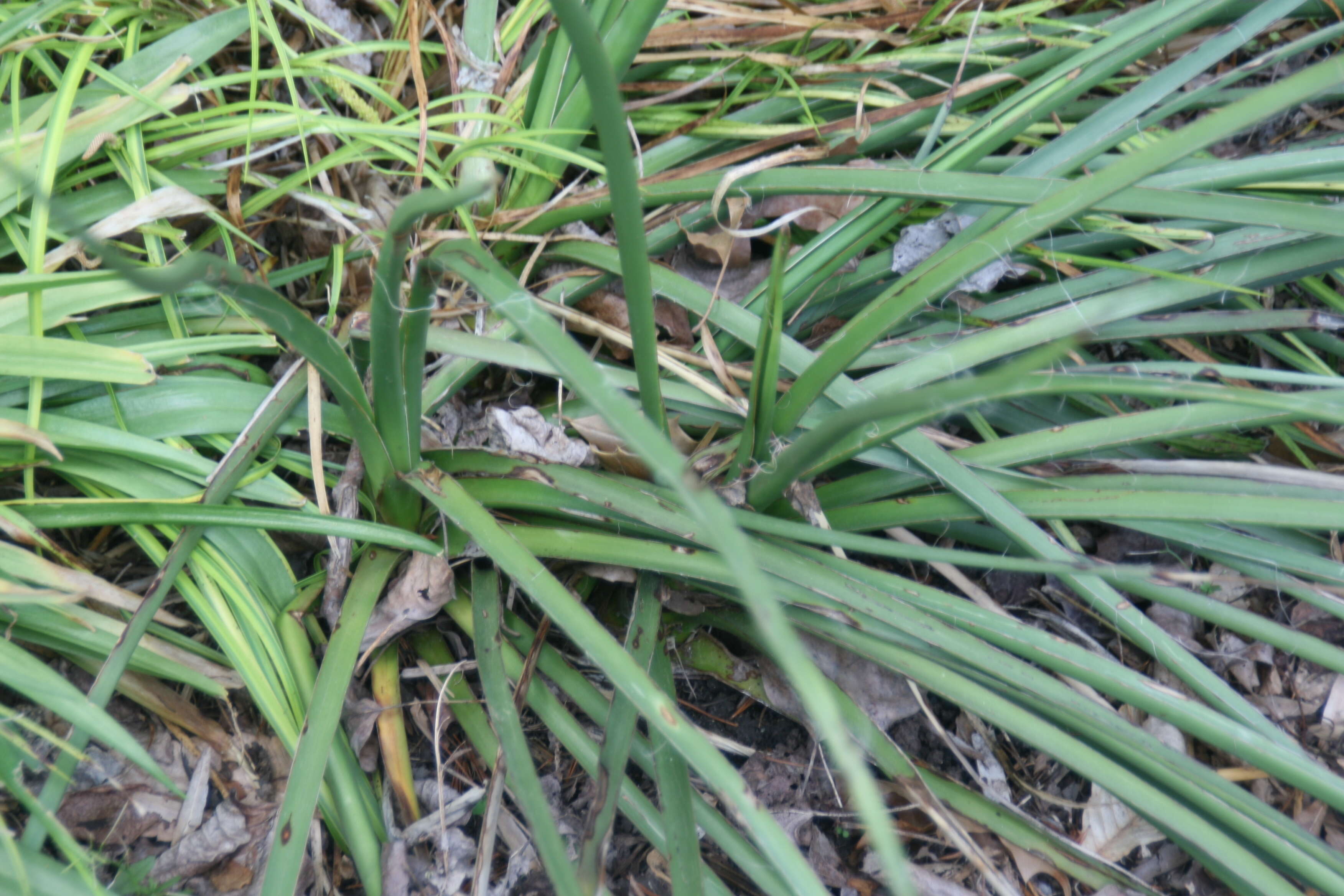 Image of redflower false yucca