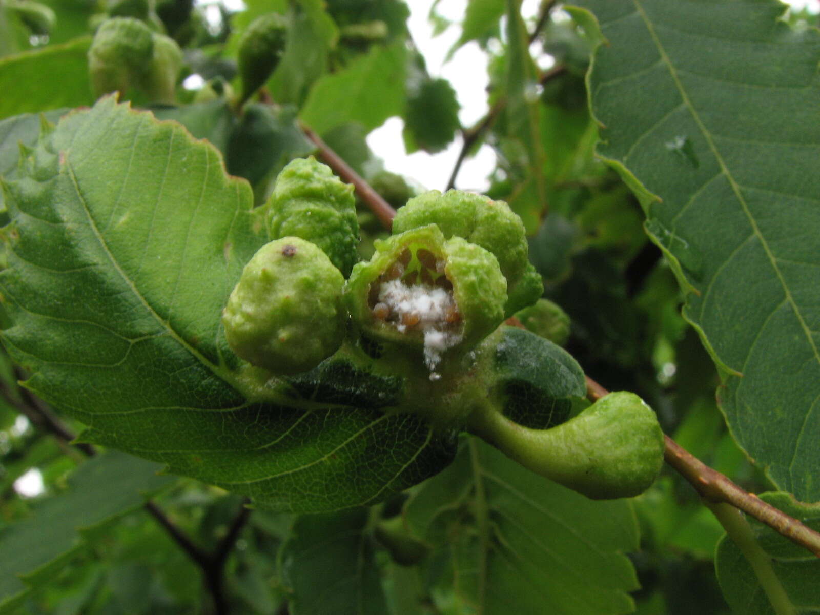 Image of Japanese Zelkova