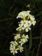 Image of Sisyrinchium striatum Sm.