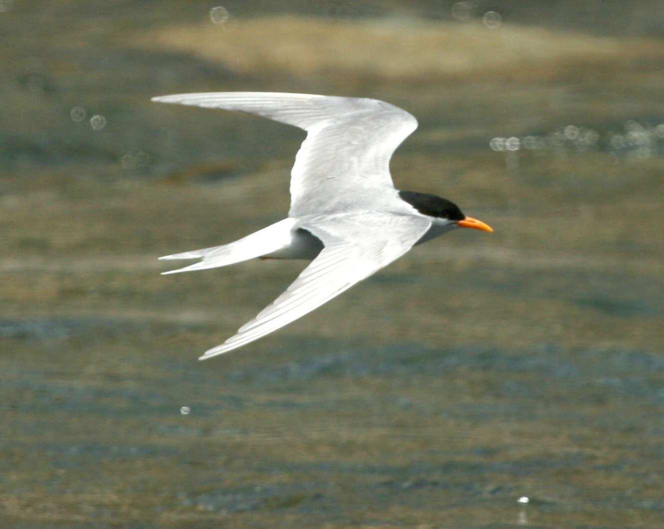 Image of Black-fronted Tern