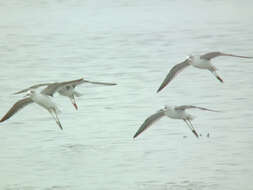 Image of Marsh Sandpiper