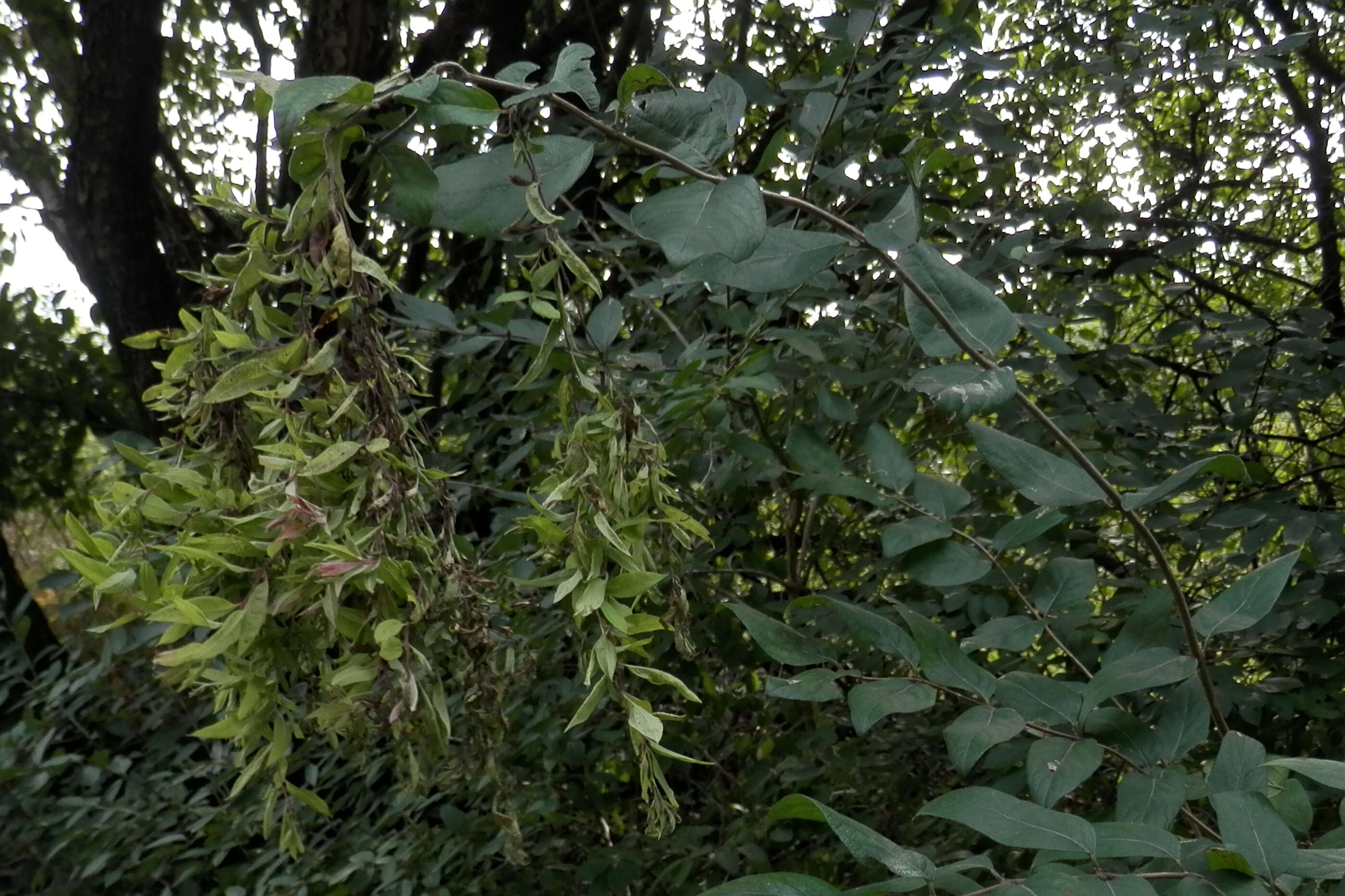 Image of Amur honeysuckle